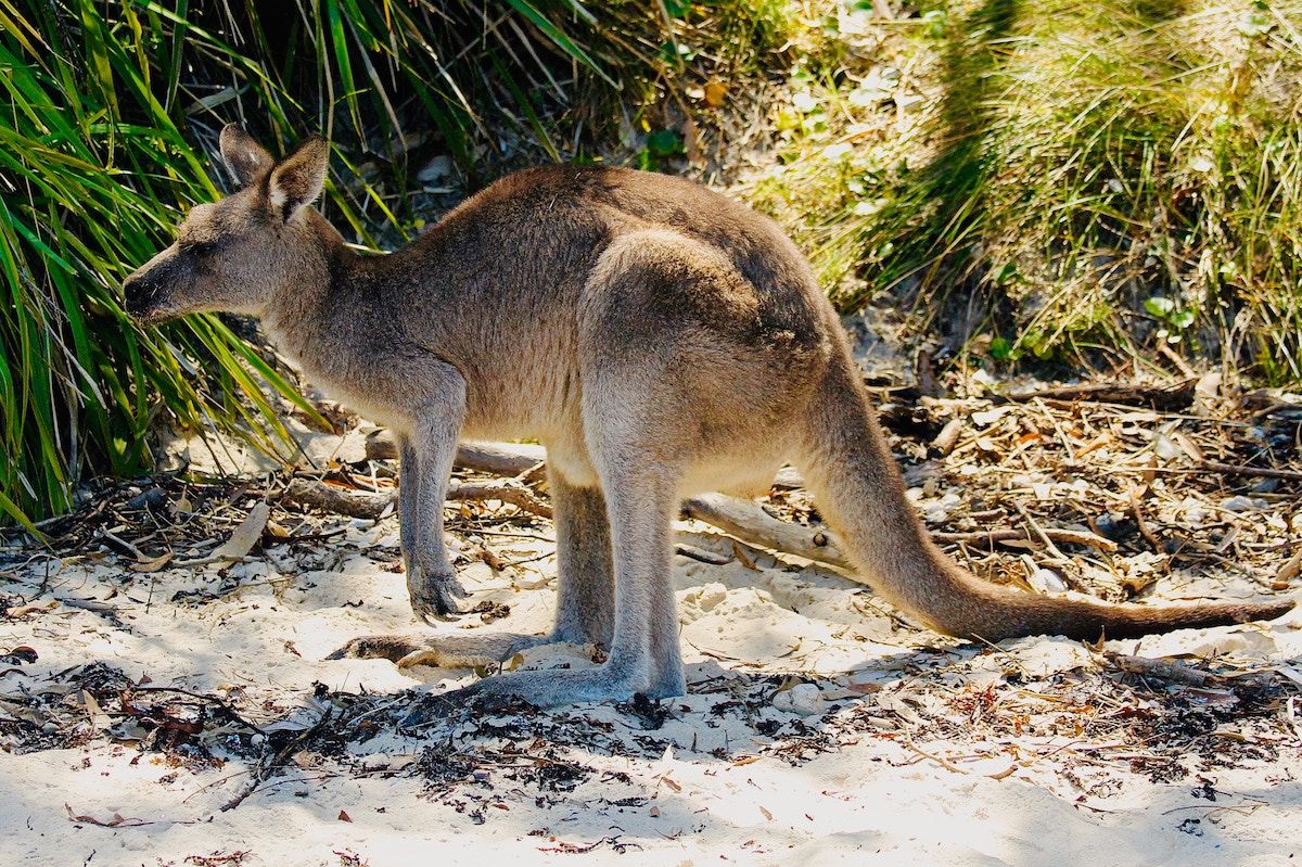 Ideal Spots to Observe Kangaroos in the Wild